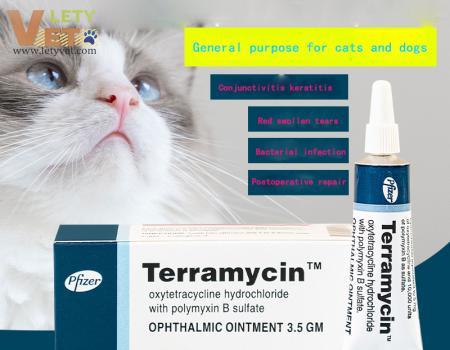 Cat and Dog Eyes Disease Corneal Inflammation, Red Swelling and Tears