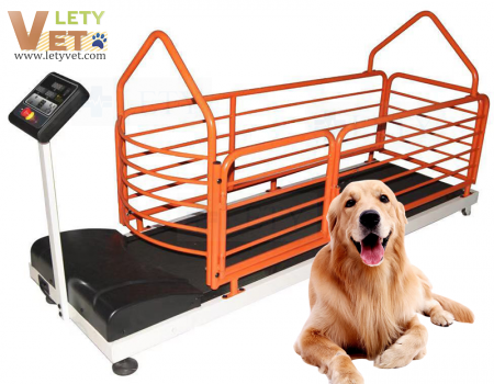 Veterinary training center Pet Treadmill walking Treadmill